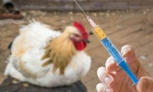 پایان واکسیناسیون طیور بومی فردیس در مقابل نیوکاسل