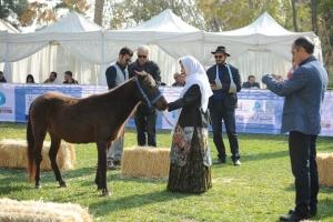 دوره بین المللی ارزیابی اسب کاسپین برگزار می شود