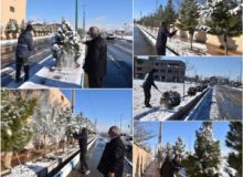 عملیات برف تکانی درختان معابر سطح شهر گلسار
