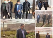بازدید فرماندار شهرستان چهارباغ از یک واحد تولید گل و گیاه در شهر چهارباغ