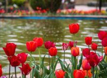 در شهر شهیدان لاله می‌روید و خاطره‌ها جان می‌گیرند