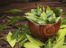برگ بو؛ گیاهی خوش‌عطر با خواص شگفت‌انگیز درمانی