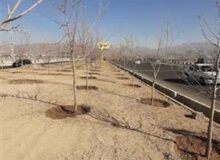 کاشت ۵۰۰۰ اصله درخت در کمربندی مهرشهر کرج