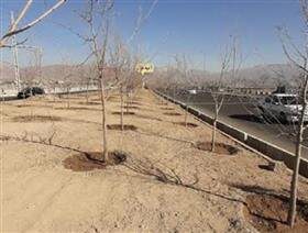 کاشت ۵۰۰۰ اصله درخت در کمربندی مهرشهر کرج