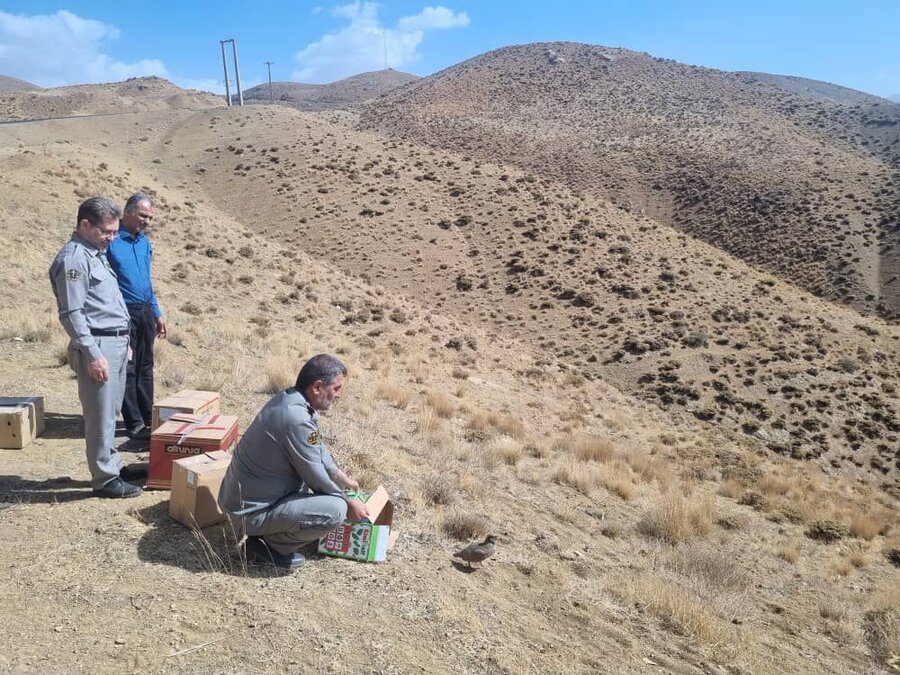 پرواز دوباره پرندگان تیمار شده در آسمان کرج