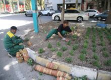 ۵۶۵ هزار گل داوودی در کرج کاشته شد/تداعی بهار در پاییز