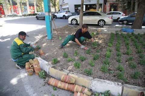 ۵۶۵ هزار گل داوودی در کرج کاشته شد/تداعی بهار در پاییز