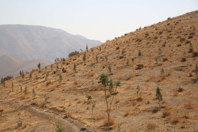 ارتفاعات بیجی سبزتر می‌شود/ اجرای عملیات بذرکاری به روش کشت دیم