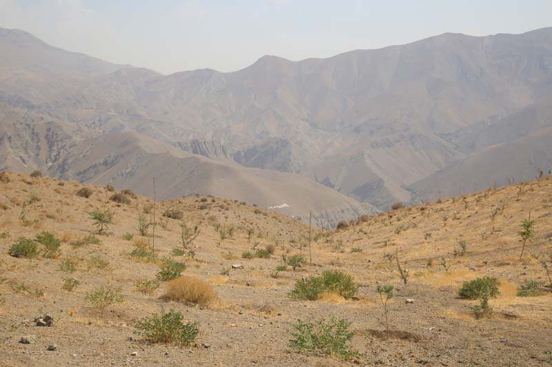 ارتفاعات بیجی سبزتر می‌شود/ اجرای عملیات بذرکاری به روش کشت دیم