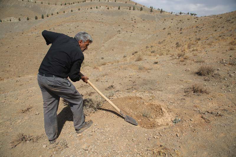 ارتفاعات بیجی سبزتر می‌شود/ اجرای عملیات بذرکاری به روش کشت دیم
