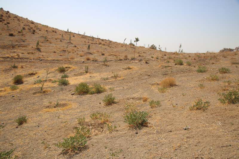 ارتفاعات بیجی سبزتر می‌شود/ اجرای عملیات بذرکاری به روش کشت دیم