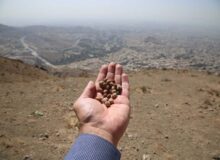 ارتفاعات بیجی سبزتر می‌شود/ اجرای عملیات بذرکاری به روش کشت دیم