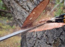 تشکیل پرونده و پیگیری قضایی قطع درختان محله عظیمیه کرج