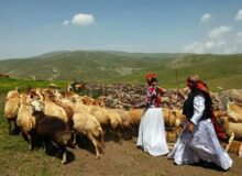 فروش بره نارس به دلیل گرانی خوراک دام؛ خشکسالی کمر پرورش دهنده های دام سبک را شکست