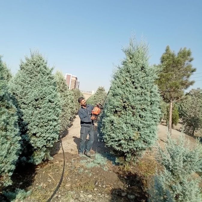 درختان سوزنیبرگ منطقه ۸ هرس شدند