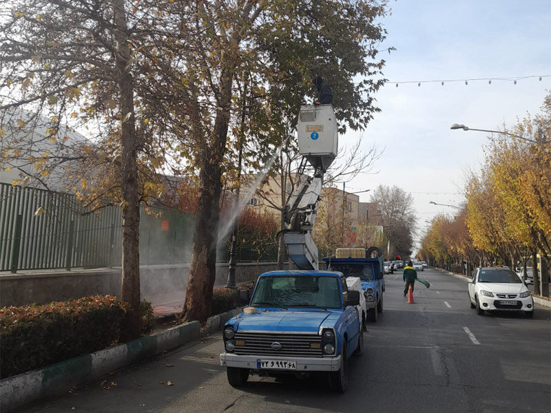 اجرای عملیات محلول پاشی درختان چنار کرج