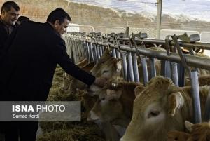 مرکزی برای اصلاح نژاد گاو در کرج