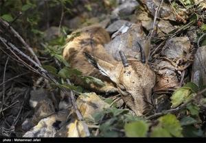 شیوع طاعون نشخوارکنندگان در “طالقان” روند نزولی به خود گرفت