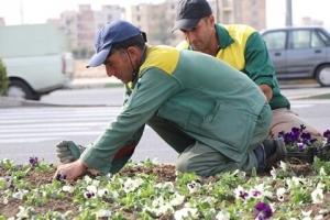 کاشت ۱۰۰۰ مترمربع گل بنفشه در سطح منطقه شش