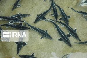 بیش از ۱۱ تن ماهی خاویاری در استان البرز تولید شد