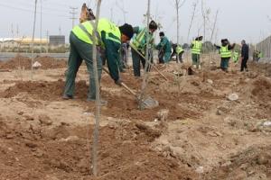 کاشت ۱۰۰۰ اصله نهال در ورودی «فرودگاه پیام»