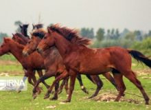 اسب کاسپین ایرانی به عنوان یک اثر ناملموس ملی در یونسکو ثبت شود