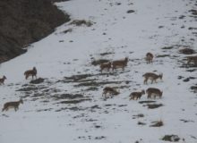 آغاز سرشماری پستانداران شاخص در منطقه حفاظت شده البرز جنوبی