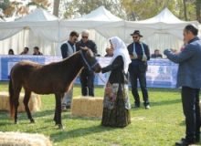 دوره بین المللی ارزیابی اسب کاسپین برگزار می شود