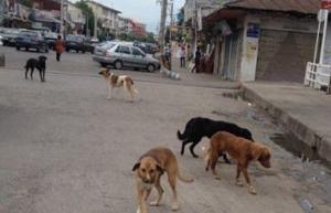 سگ‌های بدون صاحب در سطح شهر طالقان  واکسینه می‌شوند