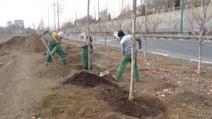 کاشت ۲۰۰ اصله درخت چنار در حاشیه بلوار «شورا»
