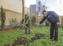 ۴۰۰ اصله درخت در خانه شهروندان کرجی کاشته شد