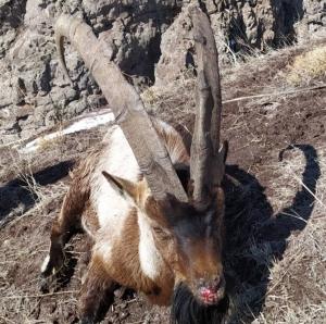 تلفات موج سوم طاعون نشخوارکنندگان کوچک در البرز به ۴۰راس رسید