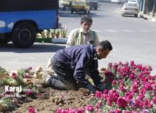 ۳۵ هزار گلدان گل شب بو در منطقه ۴ کاشته می شود