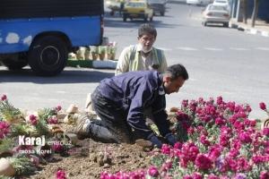 ۳۵ هزار گلدان گل شب بو در منطقه ۴ کاشته می شود