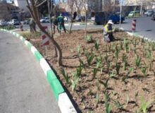 کاشت ۶۰ هزار گلدان گل فصلی در عرصه‌های سبز منطقه ۹