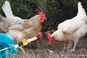 ۱۲۹ میلیون دز انواع واکسن طیور در واحدهای مرغداری البرز مصرف شد