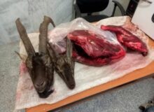 لاشه ۲ راس کل و بز وحشی از شکارچی غیر مجاز در فردیس کشف شد