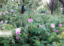 جشنواره های گل و گلاب به گردشگری البرز رونق می بخشند