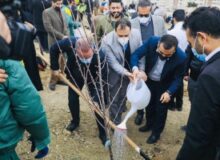 آغاز نهضت کاشت گسترده درخت میوه در پارکها و جنگلکاری های کرج از امسال