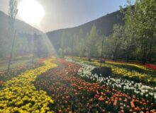 کوهپایه های البرز با لاله های رنگین چهره ای زیبا به خود گرفت
