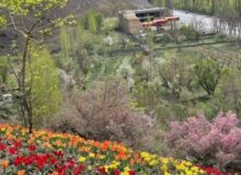 به مهمانی لاله‌های آسارا دعوتید