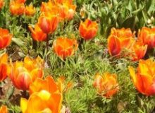 جشنواره لاله ها در بخش آسارای کرج