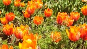 جشنواره لاله ها در بخش آسارای کرج
