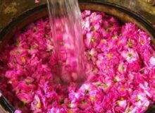 نخستین جشنواره گلاب گیری کرج در پارک ملی ایران کوچک برگزار می‌شود