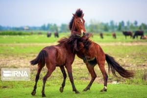 نشست شورای انجمن بین المللی اسب کاسپین ایران برگزار شد