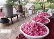 پیش بینی تولید ۳۵۰ تن گلاب در ساوجبلاغ