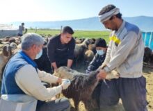 تولیدات داروی دامی در البرز متنوع است
