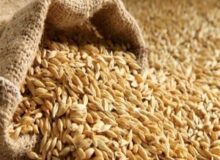 کشف ۷ و نیم تن گندم قاچاق در کرج