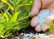 مصرف کودهای فسفاته و پتاسه در البرز هفت برابر شد