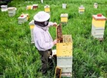 سبزی و صیفی کاران کندوهای زنبور عسل را در مزارعشان مستقر کنند